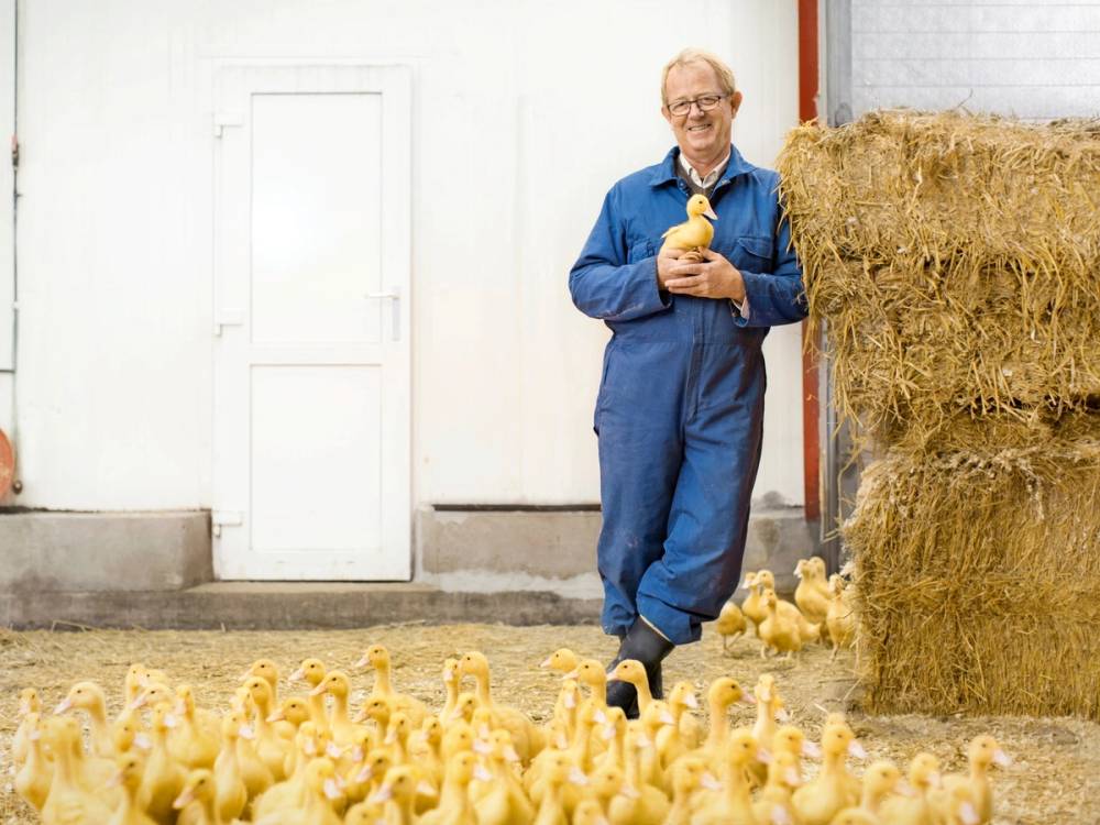 En person i blå arbeidsdress står i et andehus med en haug med halm ved siden av seg, omgitt av mange små gule andekyllinger på gulvet.