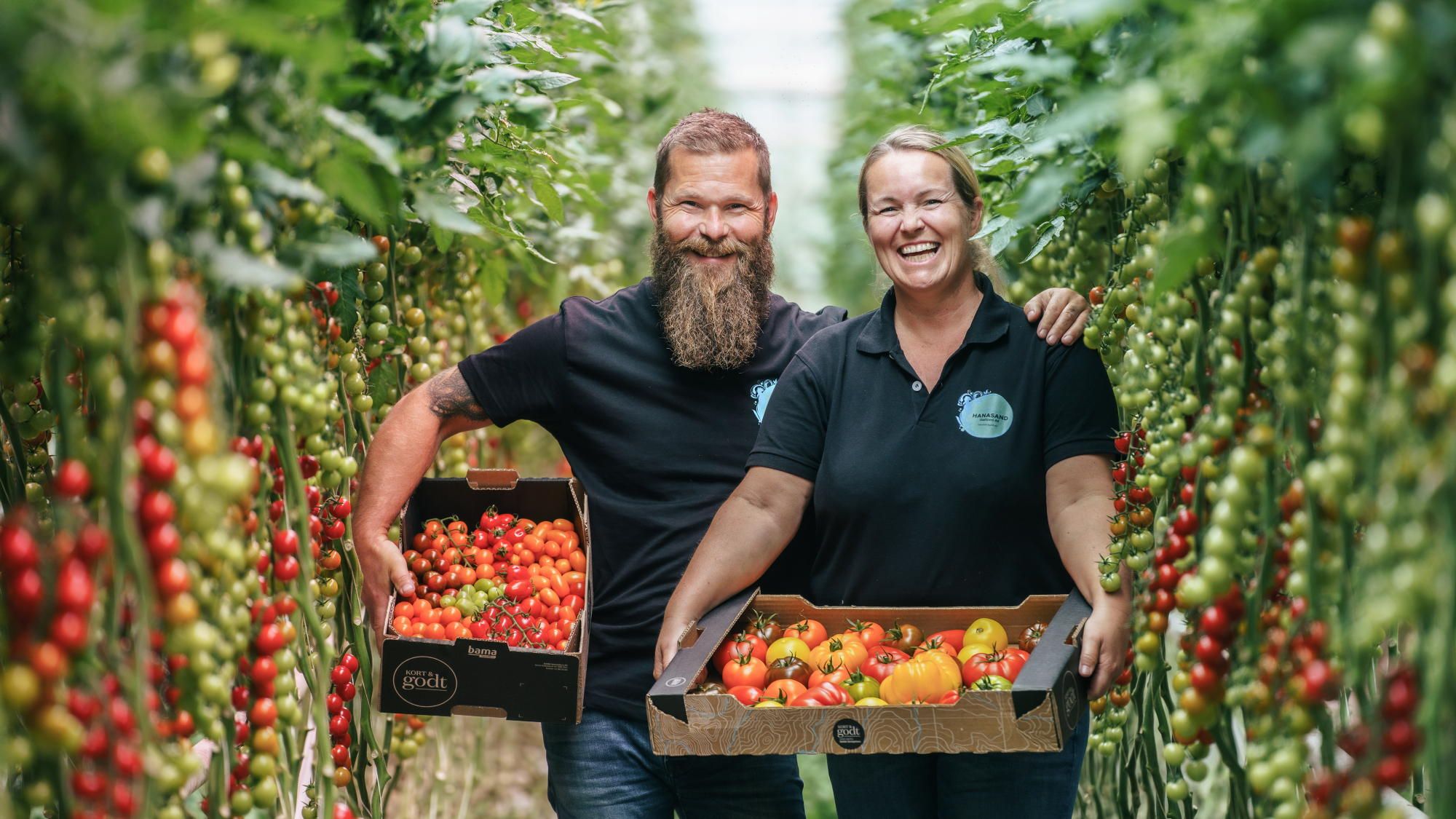 Stig Jakob og Monica Hanasand inne i drivhuset med tomater