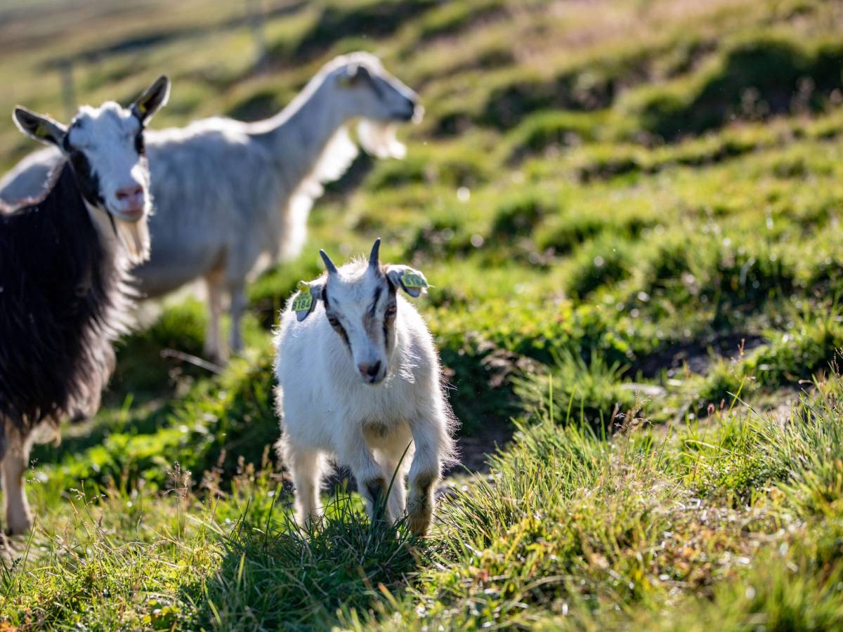 Tre geiter som går på en grønn åsside med landskap i bakgrunnen.