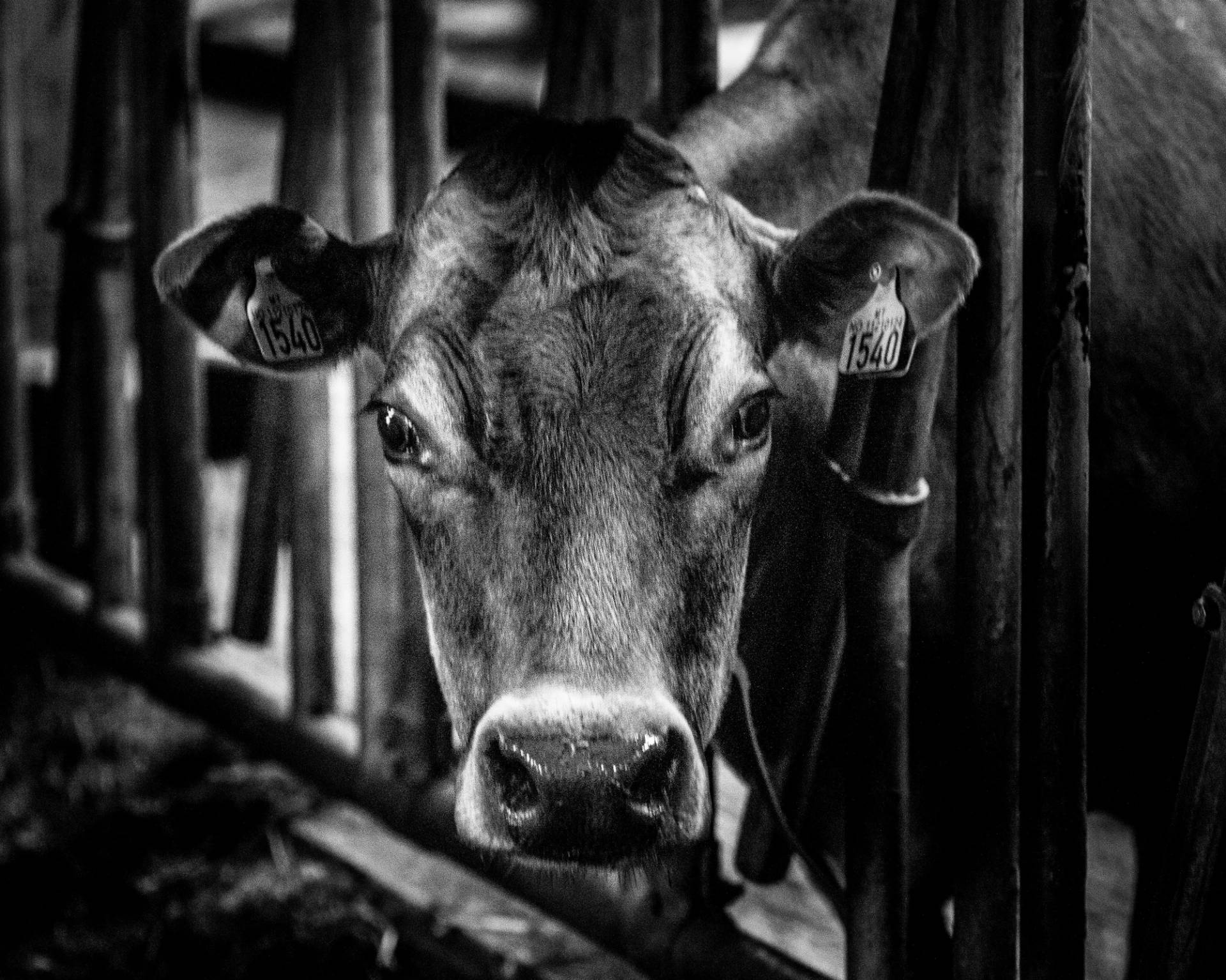 En ku ser direkte inn i kameraet gjennom en låveåpning.