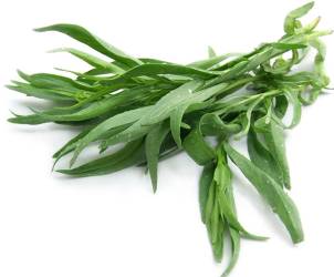 Friske estragonblader med lange, smale blader og lys grønn farge.