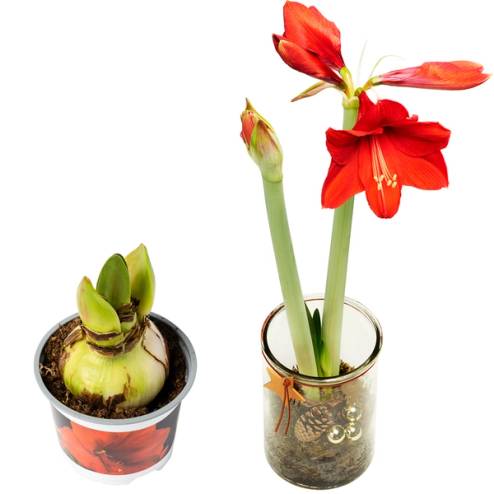 To potteplanter med amaryllis, en med en blomstrende rød blomst og en med en lukket knopp, plassert på et hvitt bakgrunnsbilde.
