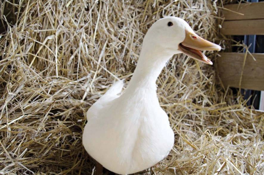 En hvit and som står blant tørt gress eller strå, med en liten del av en trevegg i bakgrunnen.