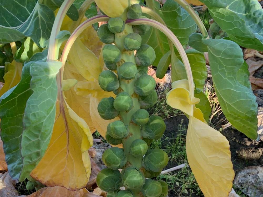 Rosenkål på stilk i åkeren