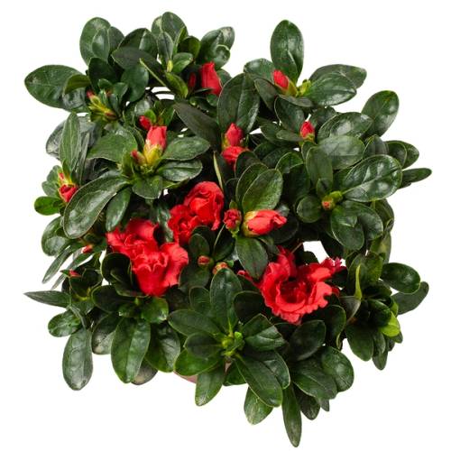 En busk med mørkegrønne, blanke blader og røde blomsterknopper og blomster.