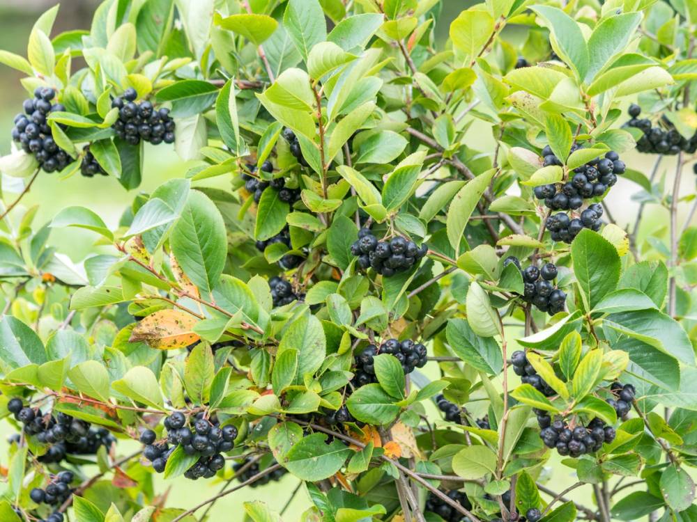 Aroniabusker med mørke blå bær blant grønne blader