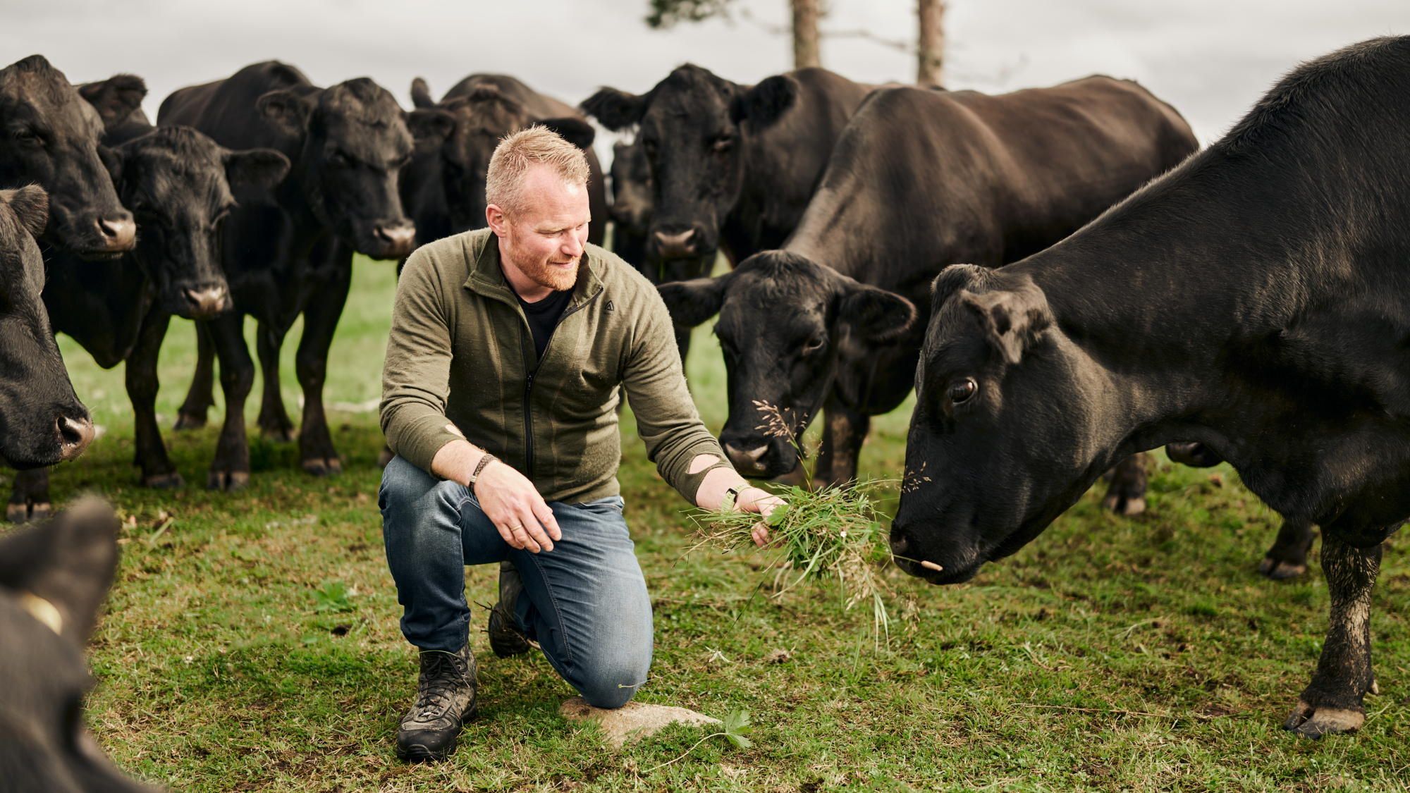 Ole Christian Hovstein med en flokk sorte Anguskyr