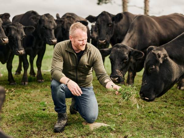 Ole Christian Hovstein med en flokk sorte Anguskyr