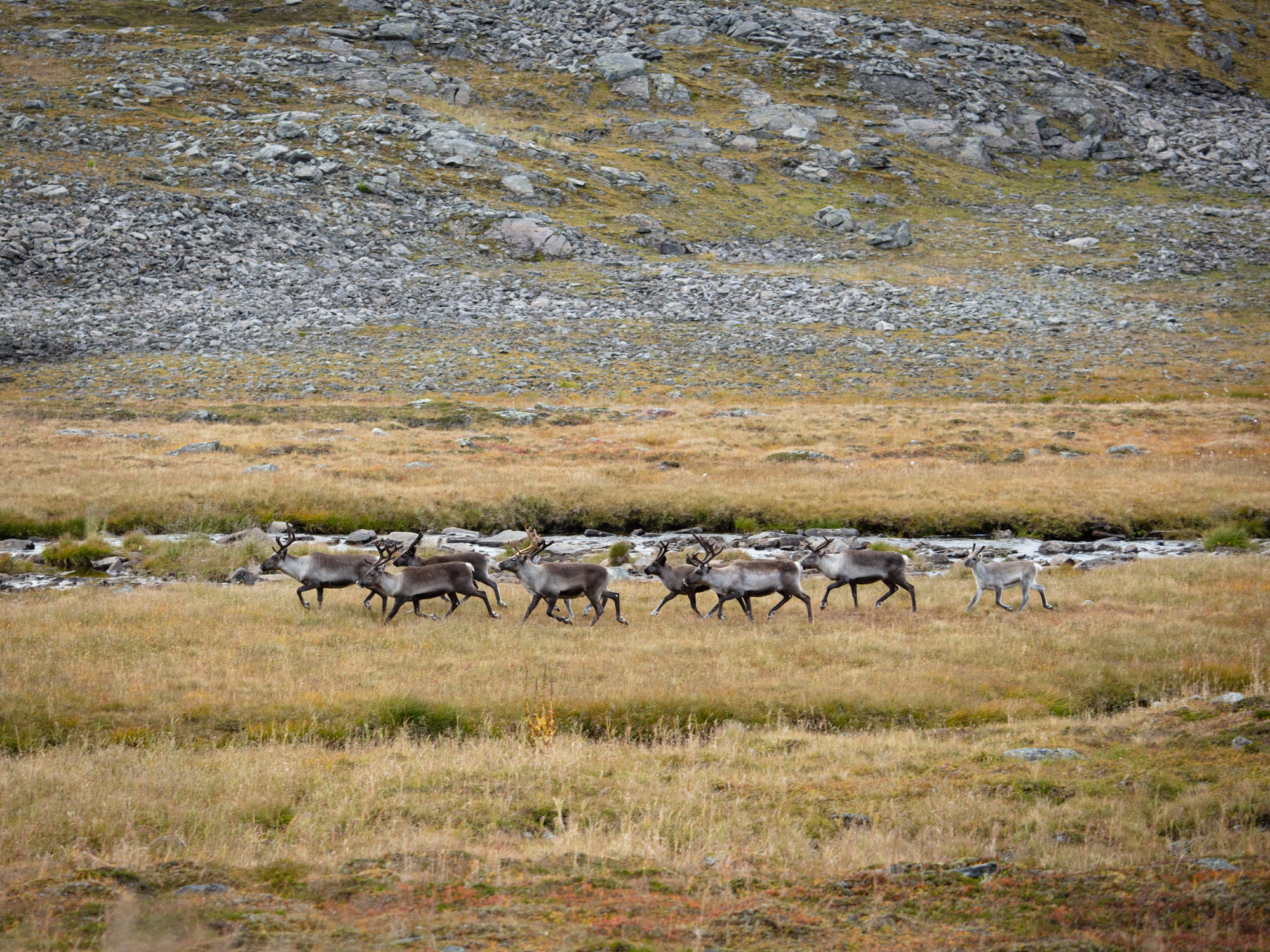 Reindyr i et åpent landskap med fjell i bakgrunnen, sannsynligvis i Finnmark, Norge.