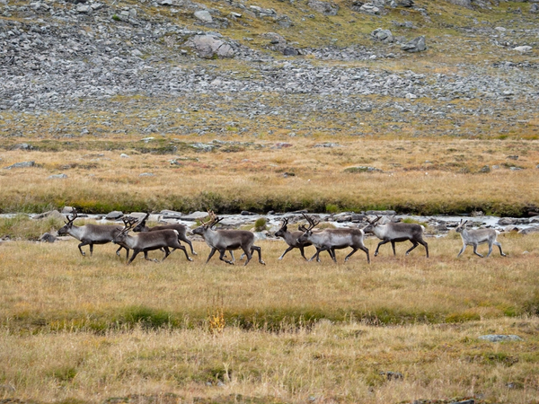 Reindyr i et åpent landskap med fjell i bakgrunnen, sannsynligvis i Finnmark, Norge.