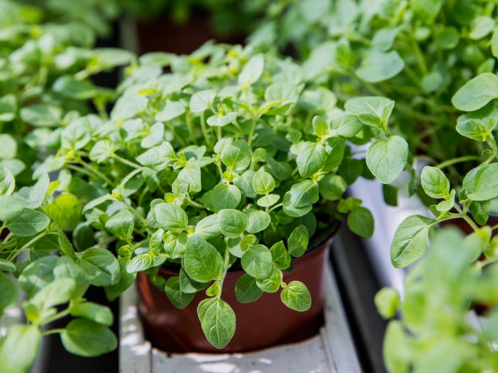 Krukke med grønne urter eller planter på et bord i et drivhus eller hage, med flere planter i bakgrunnen.