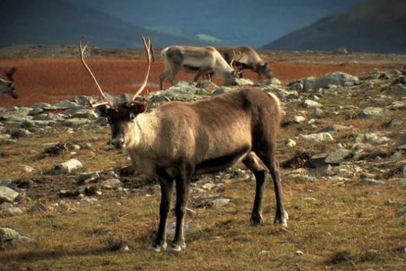 En rein står på en fjellandskap med fjell i bakgrunnen og flere rein i bakgrunnen.