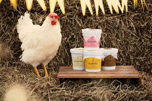 En høne står ved en liten bord med ulike iskremkapsler foran en hønsebur, med pappkledde flagg i bakgrunnen.