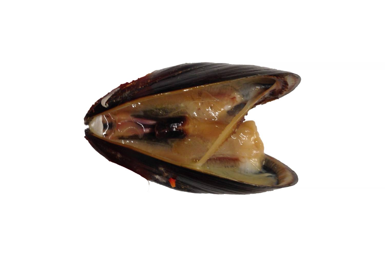 Dødt blåskjell med åpen skal på hvit bakgrunn