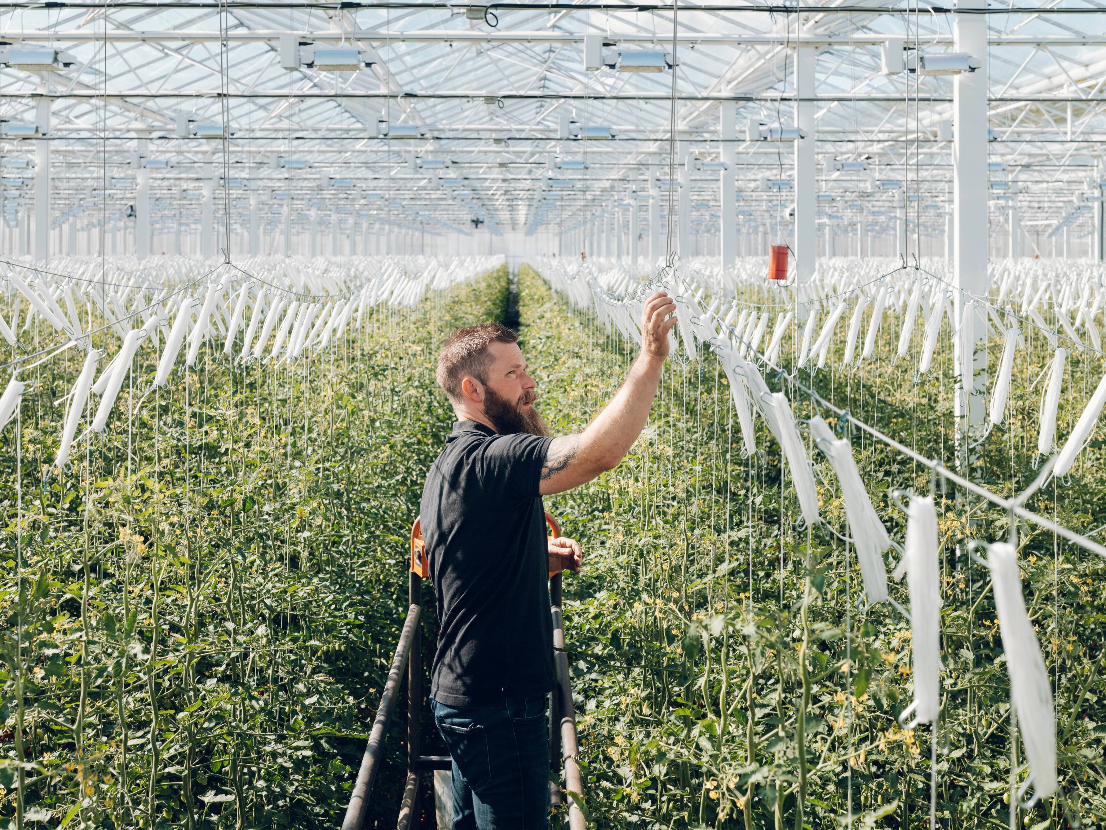 En person i en stor drivhusgård med grønne planter og hvite støttestrukturer, som peker mot noe i midten av bildet.