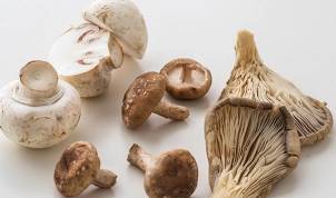 Ulike sopp på et hvitt bakgrunn, klare for plukking.