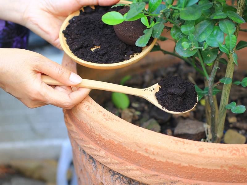 Hender som planter en ny plante i en stor blomsterpotte med jord, med en liten spade og en tallerken med jord i nærheten.