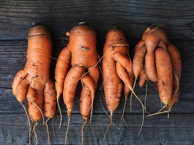 Fire gulrøtter med små grønne blader på en mørk treflate.