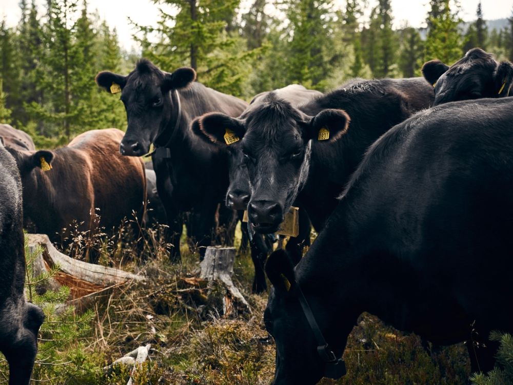 Flere svarte og brune ungdyr av rasen Angus beiter i en skogkledd åpen slette.