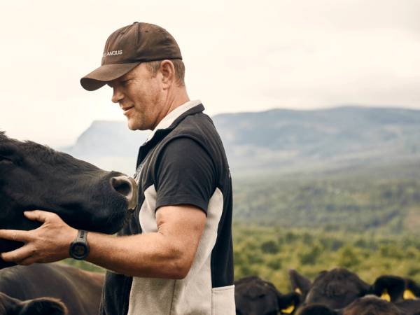 En person som klapper en stor svart ku utendørs med åser i bakgrunnen.