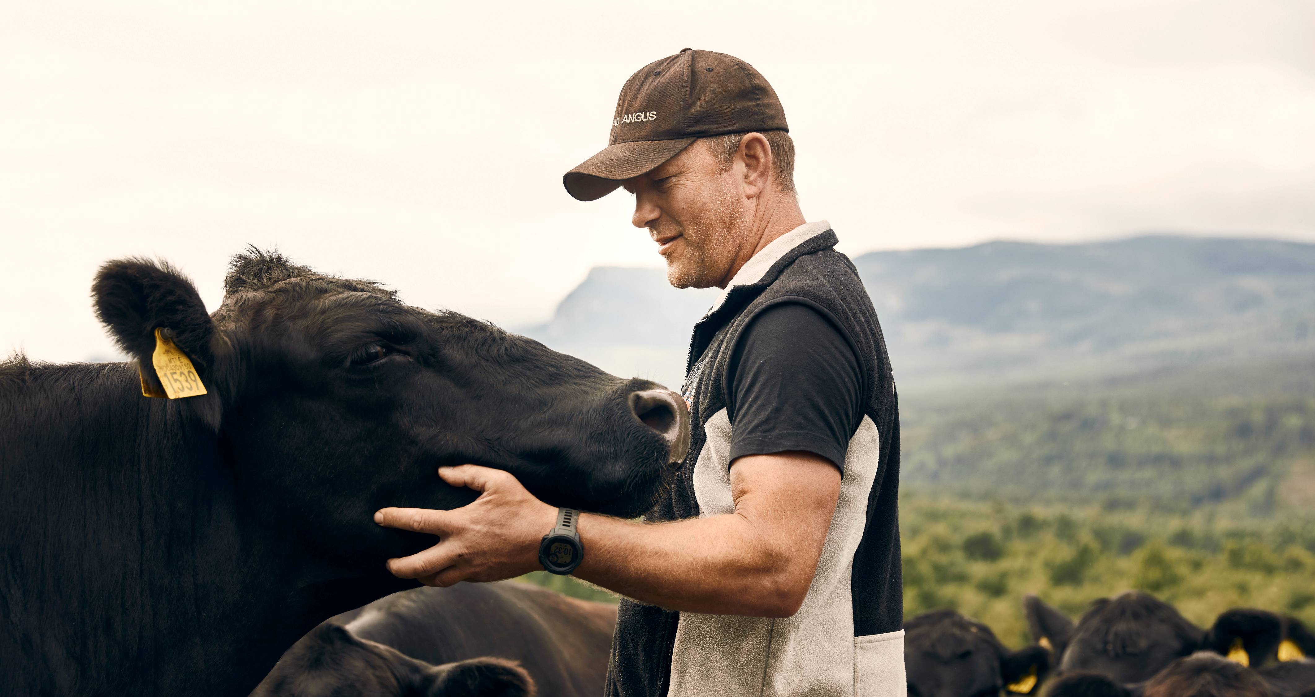 En person som klapper en stor svart ku utendørs med åser i bakgrunnen.