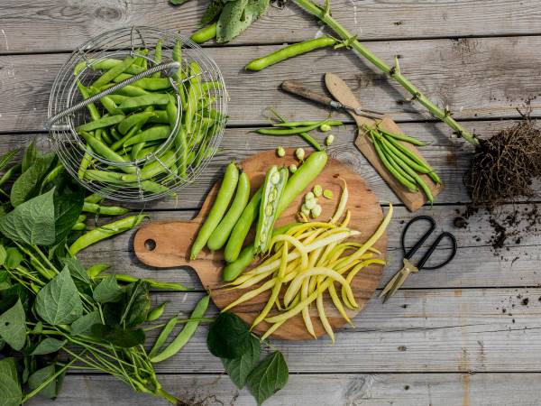 Ferske grønne bønner og gule bønner på et skjærebrett med en kniv og en saks, omgitt av grønne blader og en potteplante, på et treverkstak.