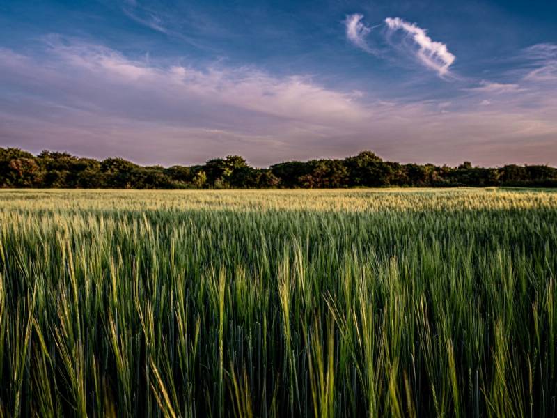 En åker med grønne kornplanter under en blå himmel med noen skyer, omgitt av trær i bakgrunnen.