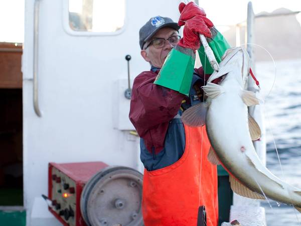 Barn som holder opp en stor skrei-fisk på en båt, med sjø og deler av båten i bakgrunnen.