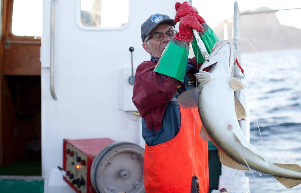 Barn som holder opp en stor skrei-fisk på en båt, med sjø og deler av båten i bakgrunnen.