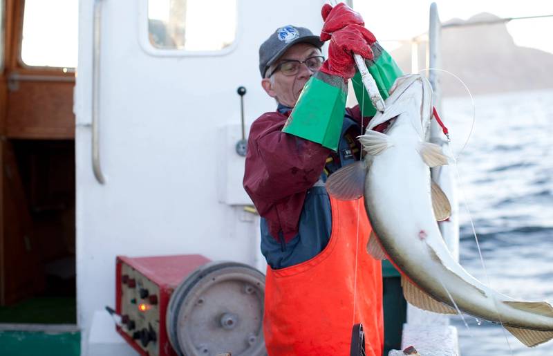 Barn som holder opp en stor skrei-fisk på en båt, med sjø og deler av båten i bakgrunnen.