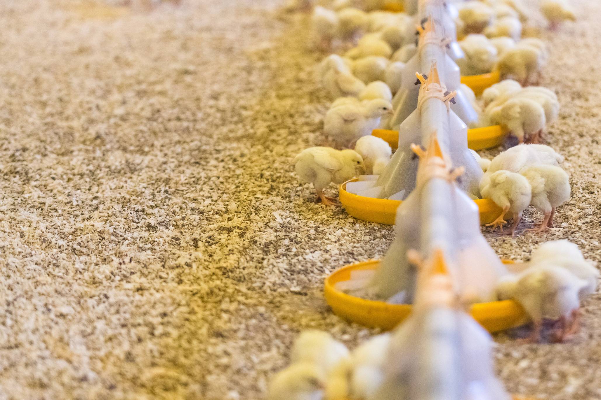 Små kyllinger som spiser fra fôringsautomat på Holte gård, med jord og fôr i bakgrunnen.