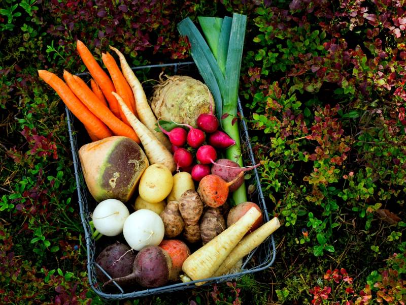 Et utvalg av rotgrønnsaker som gulrøtter, rødbeter, pastinakk, og kålrot i en kurv på jordbunn med grønt og lilla planter i bakgrunnen.