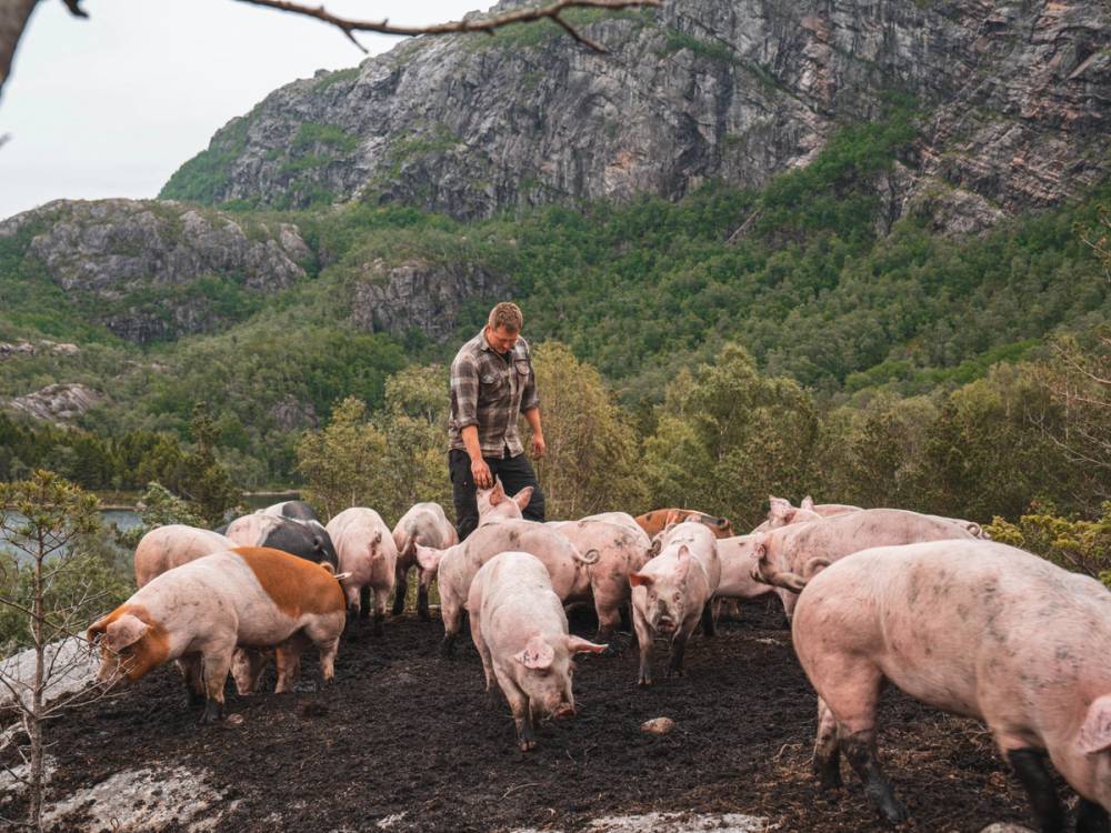 En mann går blant griser på en gård med fjell og grønt landskap i bakgrunnen.
