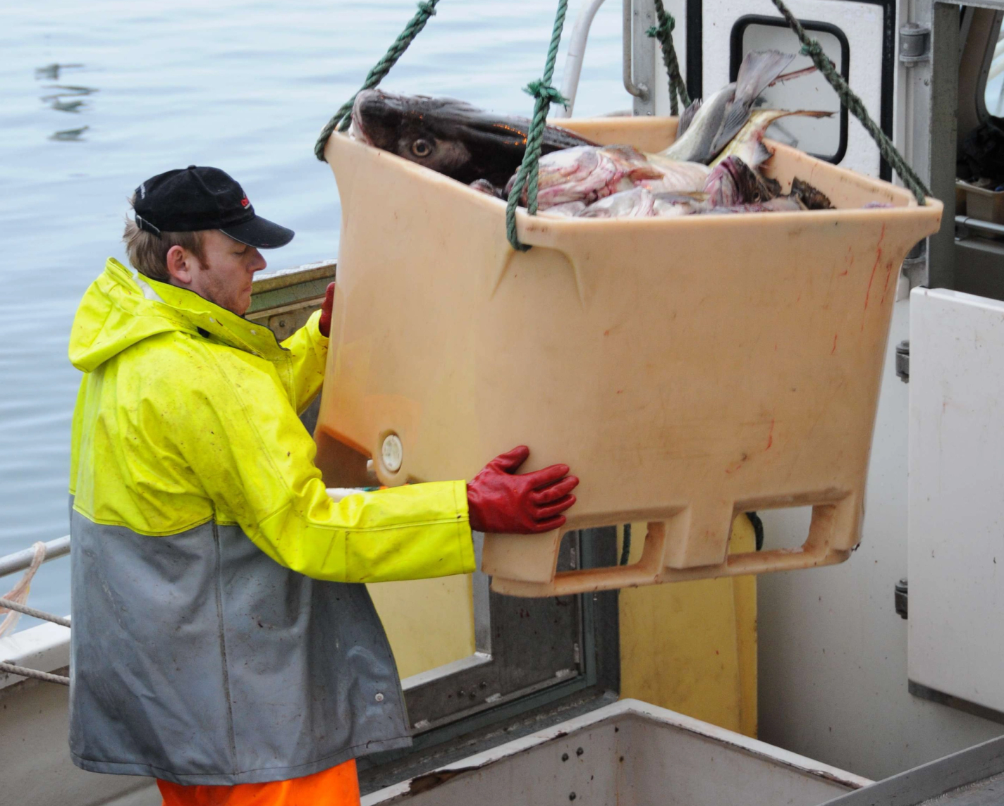 En person i gul jakke løfter en stor kasse med sjømat ut av en båt, sannsynligvis kaviar eller fisk, på Melbu.