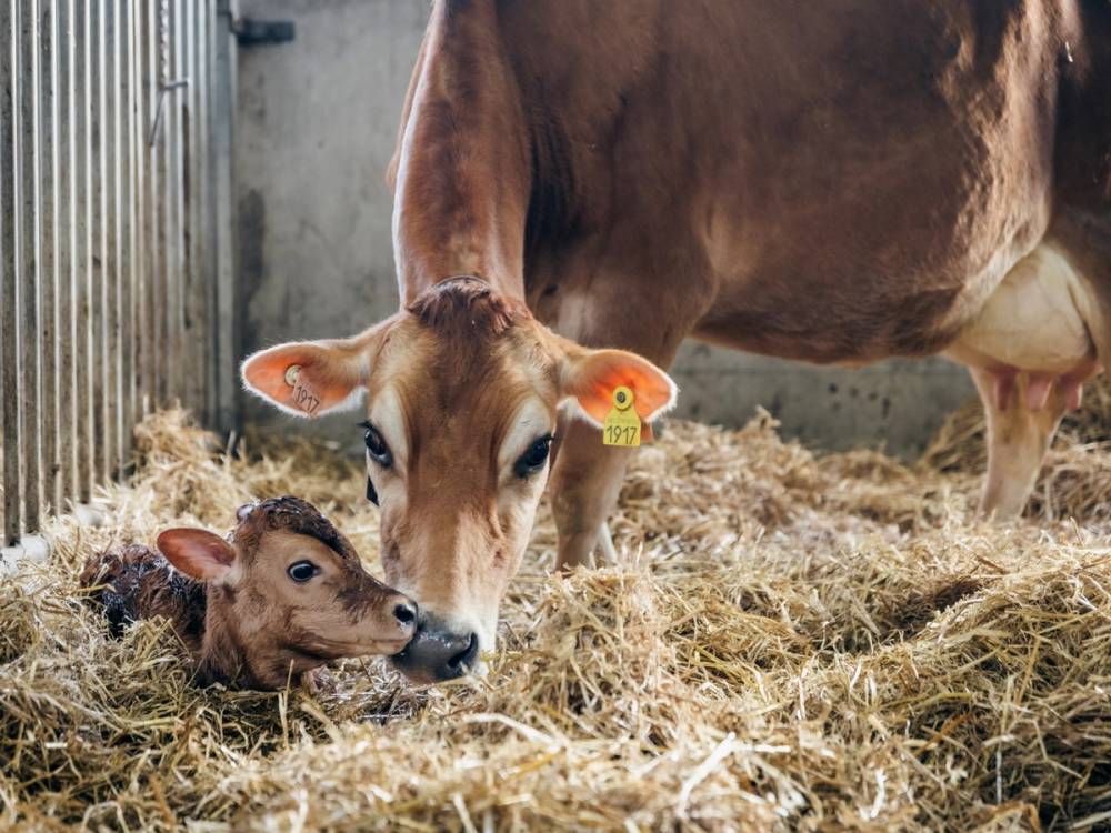 En ku og en kalv ligger på halm i en innendørs stald, med kuen som ser ned på kalven.