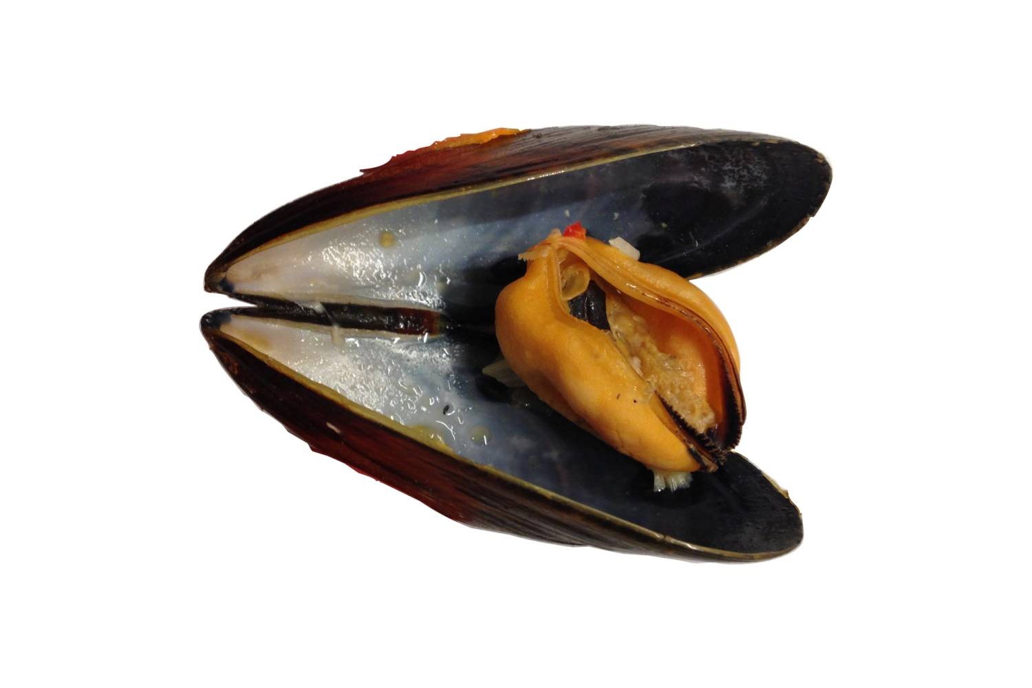 Levende blåskjell med åpen skal på en hvit bakgrunn