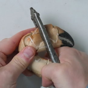 En person bruker en tang til å åpne en krabbeklør.