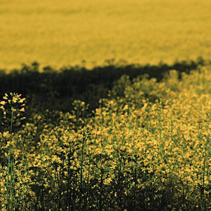 Et blomsterfelt med gule blomster under en klar himmel.