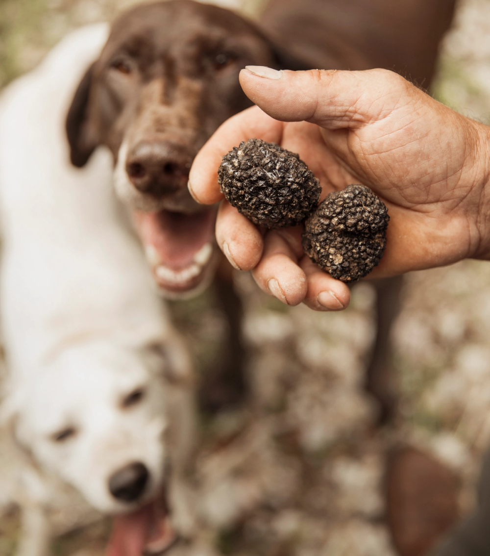 En person holder opp tre trøfler mens to hunder ser på, i en skogaktig setting.