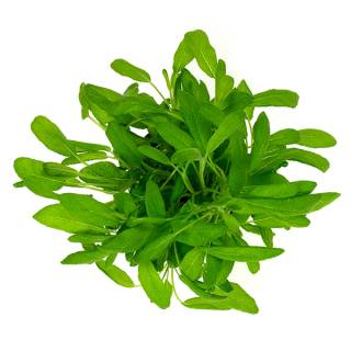 Friske urter, inkludert salvie, i en 9 cm pot