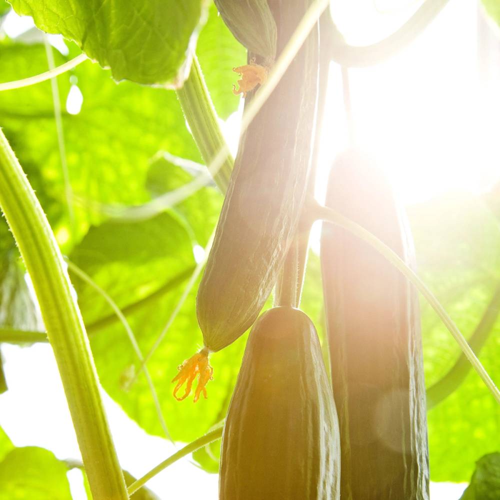 Agurkplanter vokser på en stang med store grønne blader og blomster, sett fra bunnen av planten mot solen.