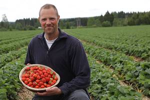 Person som holder en skål med jordbær i et jordbærfelt i Østfold, Hjemark, med grønne planter og trær i bakgrunnen.