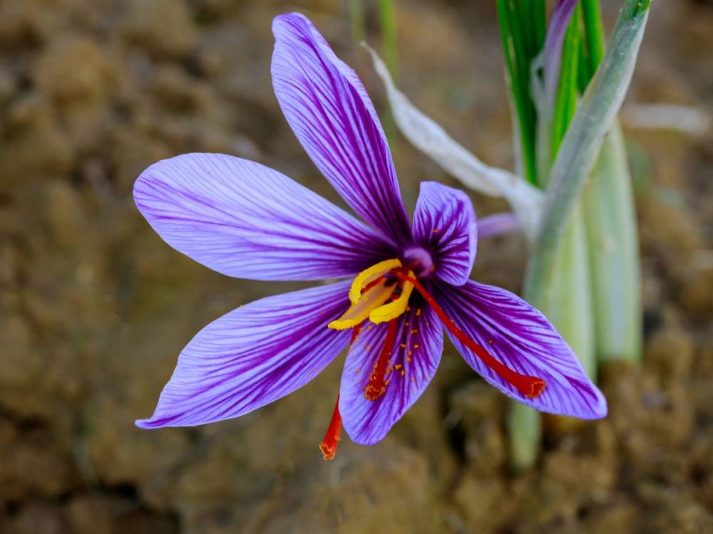En fiolett blomst med gule og røde detaljer vokser i jord, sannsynligvis en safranplante.
