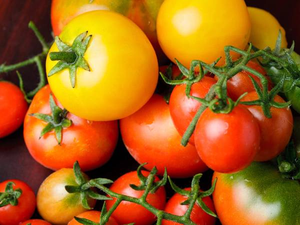 Mange tomater i ulike størrelser og farger