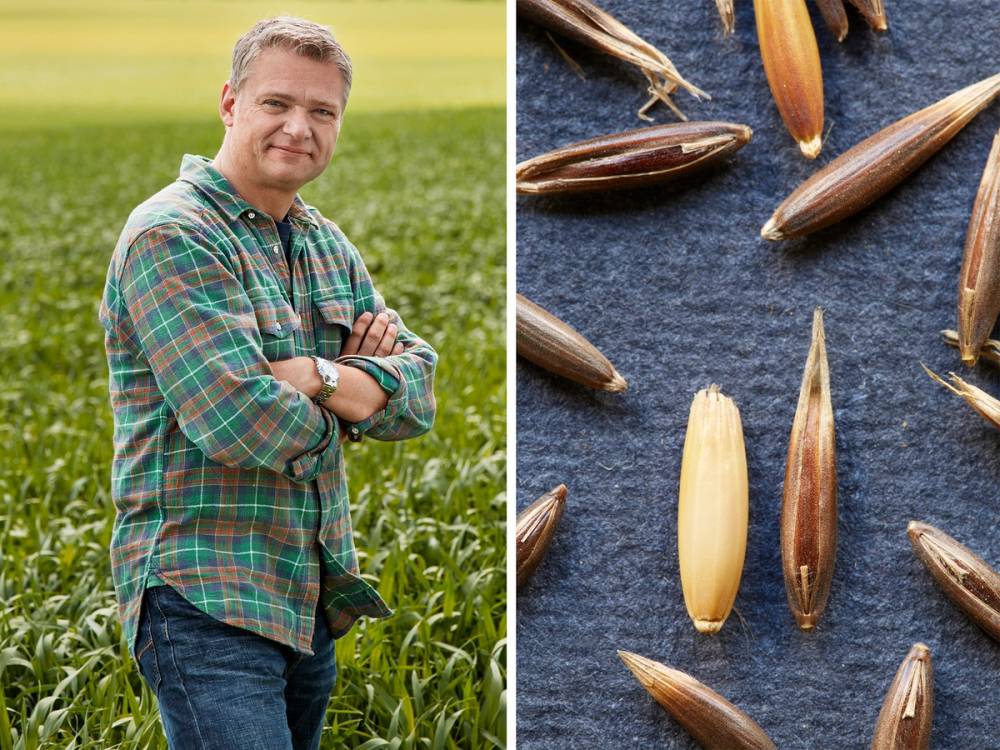 Johan Anstensrud står i en åker med sort havre og har armene i kors, med en bakgrunn av grønt kornfelt.