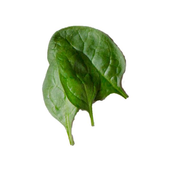 To ferske babyspinatblader ligger på en hvit bakgrunn.