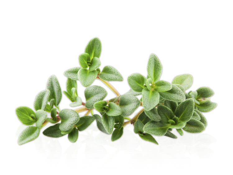 Frisk oregano med grønne, ovale blader på en hvit bakgrunn.