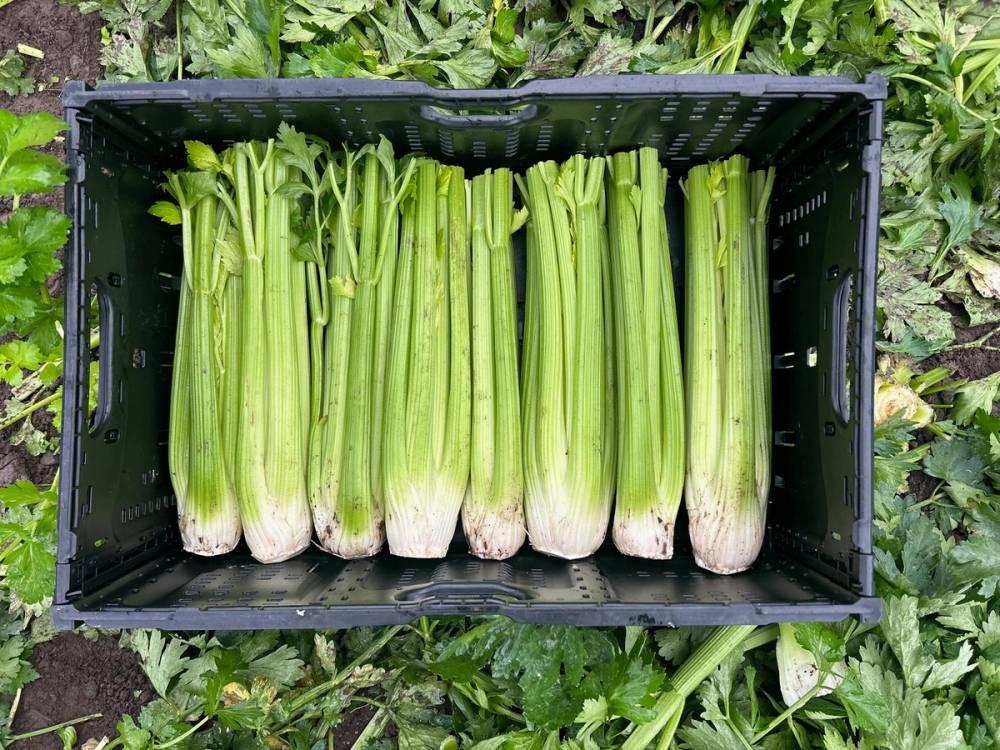 Nyskåret selleristang i kasse