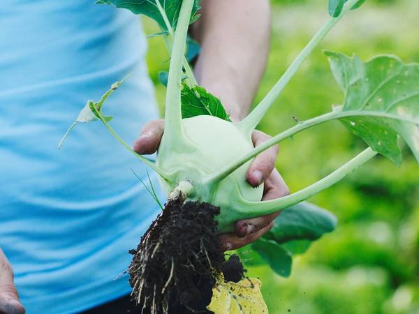 Person som holder en stor, grønn kålplante med røtter, klar til å plantes i jord, i en hage eller på en jordflekk.