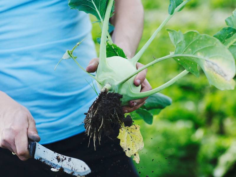 Person som holder en stor, grønn kålplante med røtter, klar til å plantes i jord, i en hage eller på en jordflekk.
